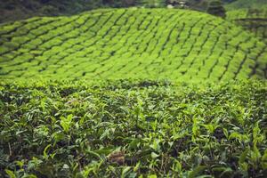 landschap visie van thee plantage in cameron hoogland foto