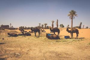 duinen erg chebbi in de buurt merzouga, Marokko -kamelen gebruikt voor tours in de erg foto