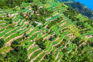 visie van de cinque terre dorp kustlijn van vernazza, Liaan en wijngaarden Italië foto