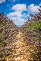 lavendel veld- in de regio van Provence, zuidelijk Frankrijk foto