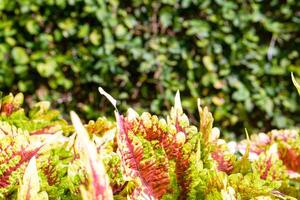 detailopname en Bijsnijden van kleurrijk sier- planten Aan wazig groen bladeren achtergrond. foto