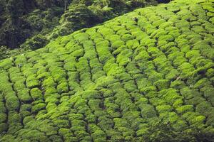 landschap visie van thee plantage in cameron hoogland foto