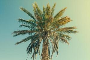 palm boom in erg Chebbi, Bij de western rand van de Sahara woestijn foto