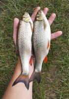 visser gevangen rivier- vis Holding in zijn hand- foto