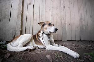 een eenzaam en verdrietig bewaker hond Aan een keten in de buurt een hond huis buitenshuis foto