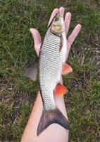 visser gevangen rivier- vis Holding in zijn hand- foto