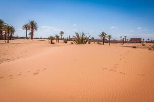 palm bomen en zand duinen in de Sahara woestijn, merzouga, Marokko foto