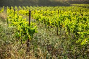 de wijngaarden langs de beroemd wijn route in Elzas, Frankrijk foto