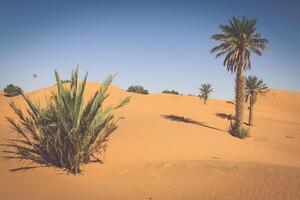 palm boom in erg Chebbi, Bij de western rand van de Sahara woestijn foto