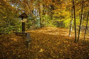 herfst Woud landschap-geel herfst bomen en gedaald herfst bladeren. foto