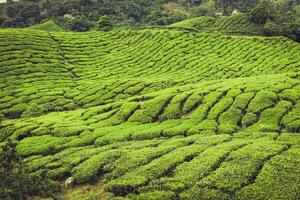 theeplantage cameron highlands, maleisië foto