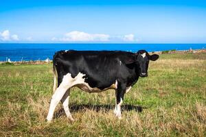 Spaans melk koe in de kust boerderij, asturië, spanje foto