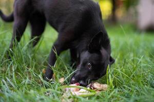 zwart jong hond eet bot Aan de gras buitenshuis foto