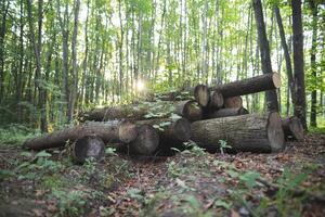 houthakkers besnoeiing naar beneden veel bomen in de Woud voor brandhout foto