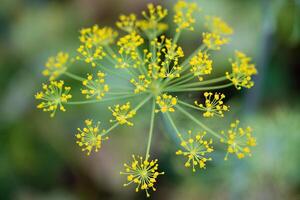 dichtbij omhoog van een geel dille bloem foto