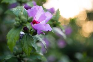 mooi Purper hibiscus bloemen Aan een struik foto