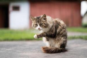 een mooi pluizig kat wast zelf in de werf foto