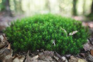 detailopname van groen mos in de Woud moeras haarmuts mos polytrichum strictum foto