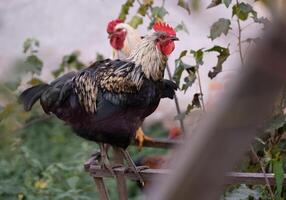 mooi kippen en hanen buitenshuis in de tuin. foto