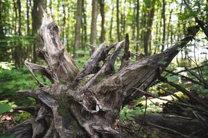 stomp van een besnoeiing boom door houthakkers in de Woud foto