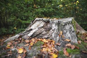 stomp van een besnoeiing boom door houthakkers in de Woud foto