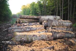 houthakkers besnoeiing naar beneden veel bomen in de Woud voor brandhout foto