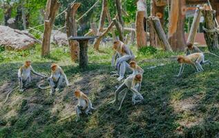 groep van slurf aap of nasalis larvatus actief in mangrove bossen soera, Indonesië. foto