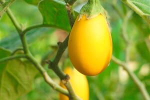 aubergine planten met fruit dat is nog steeds groen en klaar naar worden gegeten net zo een voedzaam groente foto