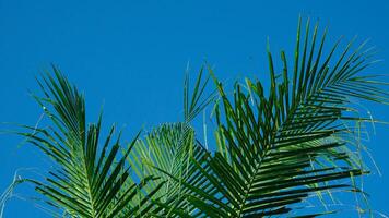 kokosnoot bomen en kokosnoot bladeren tegen de achtergrond van een schoon blauw lucht in zomer foto