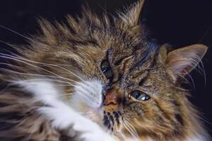 verkennen de verleiden van een mooi Schots vouwen kat, waar met bakkebaarden elegantie en speels charme verenigen in een betoverend portret van knuffelig genot foto