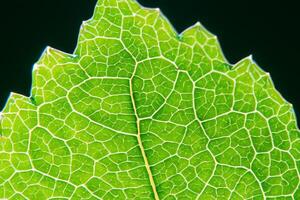 onthulling van de natuur pracht in elke delicaat ader, een caleidoscoop van schoonheid siert deze detailopname elegantie, waar groen wordt een ingewikkeld tapijtwerk van leven foto