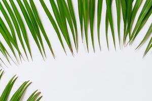 genietend in de tropisch pracht van mooi palm bladeren, waar zonovergoten bladeren zwaaien in van de natuur ritme, bouwen een adembenemend tapijtwerk van exotisch elegantie en eindeloos kalmte foto