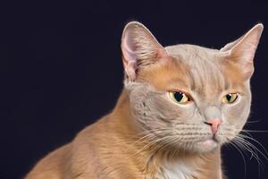 verkennen de verleiden van een mooi Schots vouwen kat, waar met bakkebaarden elegantie en speels charme verenigen in een betoverend portret van knuffelig genot foto