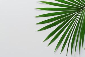 genietend in de tropisch pracht van mooi palm bladeren, waar zonovergoten bladeren zwaaien in van de natuur ritme, bouwen een adembenemend tapijtwerk van exotisch elegantie en eindeloos kalmte foto