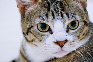 verkennen de verleiden van een mooi Schots vouwen kat, waar met bakkebaarden elegantie en speels charme verenigen in een betoverend portret van knuffelig genot foto