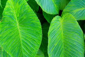 een boeiend glimp in de schoonheid van van de natuur bladeren, waar elk ader vertelt een verhaal van leven, creëren een rustig canvas van botanisch pracht en groen elegantie foto