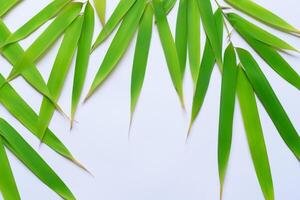 omarmen de verleiden van mooi bamboe bladeren, waar bevallig groen messen dans in harmonisch symfonie, creëren een rustig oase van van de natuur evenwicht en tijdloos schoonheid foto