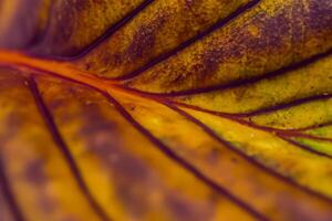 verkennen de subliem schoonheid van een mooi macro blad, waar ingewikkeld aderen en levendig texturen ontvouwen, creëren een betoverend microkosmos van van de natuur delicaat kunstenaarstalent foto