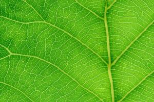 onthulling van de natuur pracht in elke delicaat ader, een caleidoscoop van schoonheid siert deze detailopname elegantie, waar groen wordt een ingewikkeld tapijtwerk van leven foto