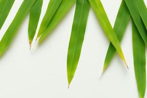 een culinaire odyssee met de mooi pandan blad, infuseren delicaat aroma's en levendig groen tinten in voortreffelijk borden, verheffen smaak profielen met van de natuur vers elegantie foto