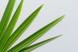 een culinaire odyssee met de mooi pandan blad, infuseren delicaat aroma's en levendig groen tinten in voortreffelijk borden, verheffen smaak profielen met van de natuur vers elegantie foto