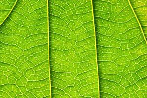 onthulling van de natuur pracht in elke delicaat ader, een caleidoscoop van schoonheid siert deze detailopname elegantie, waar groen wordt een ingewikkeld tapijtwerk van leven foto