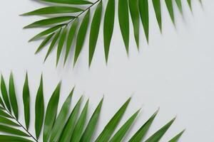 genietend in de tropisch pracht van mooi palm bladeren, waar zonovergoten bladeren zwaaien in van de natuur ritme, bouwen een adembenemend tapijtwerk van exotisch elegantie en eindeloos kalmte foto