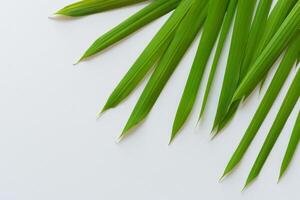 een culinaire odyssee met de mooi pandan blad, infuseren delicaat aroma's en levendig groen tinten in voortreffelijk borden, verheffen smaak profielen met van de natuur vers elegantie foto