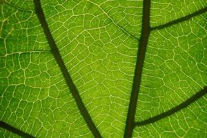 onthulling van de natuur pracht in elke delicaat ader, een caleidoscoop van schoonheid siert deze detailopname elegantie, waar groen wordt een ingewikkeld tapijtwerk van leven foto