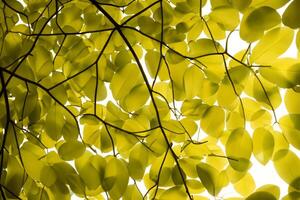 een boeiend glimp in de schoonheid van van de natuur bladeren, waar elk ader vertelt een verhaal van leven, creëren een rustig canvas van botanisch pracht en groen elegantie foto