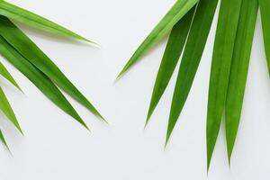 een culinaire odyssee met de mooi pandan blad, infuseren delicaat aroma's en levendig groen tinten in voortreffelijk borden, verheffen smaak profielen met van de natuur vers elegantie foto