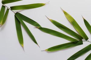 omarmen de verleiden van mooi bamboe bladeren, waar bevallig groen messen dans in harmonisch symfonie, creëren een rustig oase van van de natuur evenwicht en tijdloos schoonheid foto