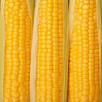 ai gegenereerd detailopname van maïs pitten in een rij Aan vers kolven voor sociaal media post grootte foto