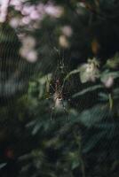 onderzoeken sentul bogor spectaculair watervallen en Woud paden. een wandelen avontuur met vrienden in Gunung pancar. verbijsterend fotografie - geweldig Indonesië foto